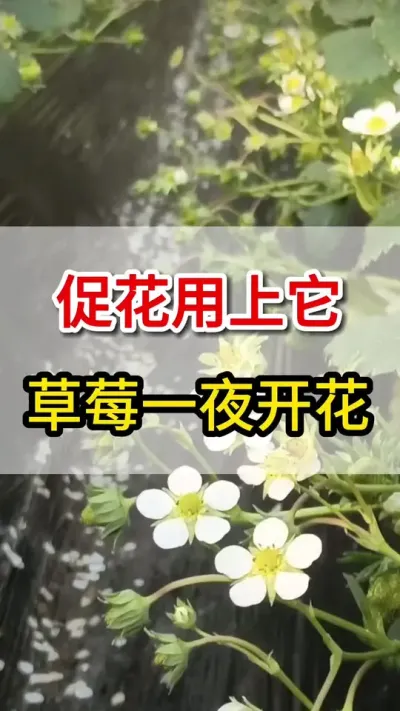 草莓促花用上它，一夜草莓全开花#促花#三农