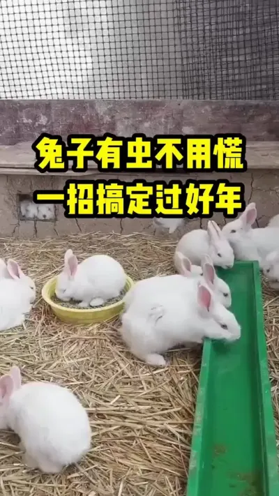 兔子有虫不用慌，一招搞定过好年 #兔子#养兔子#养殖#三农#兔子驱虫