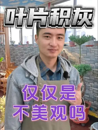 叶片上的灰尘、水渍，只是看着不美观吗？ #养花 #叶片清洁 #叶片除污