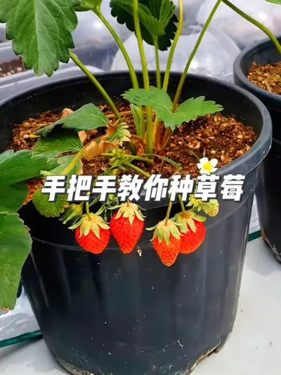 手把手教你种草莓，从种子到果实采收，400天全记录！ #种植小技巧#盆栽#草莓种植 ##100个春日生活心愿