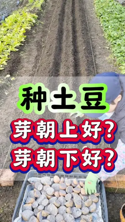 种土豆芽朝上好？芽朝下好？#马铃薯 #土豆高产种植 #土豆种植 #种植小技巧 #洋芋