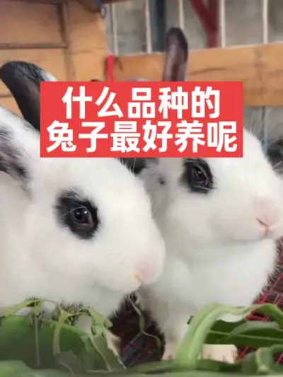 什么品种的兔子最好养呢？ #兔子#养殖#三农#养兔子
