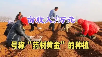 农村药材&ldquo;黄金&rdquo;种植，1斤80元，亩收7万元，您哪里适合种吗 #药材种植 #农村致富好项目 #白术种植 #返乡创业新农人 #三农