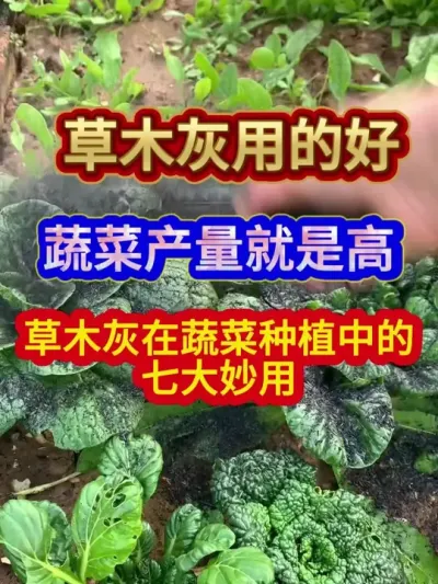 草木灰用的好蔬菜产量就是高草木灰在蔬菜种植中的七大妙用 #蔬菜种植 #草木灰的作用 #农业种植 #蔬菜种植技术 #分享农业知识帮农民增产增收