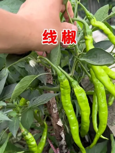 想要种出好辣椒，选对品种很重要，这是我我去年种的辣椒品种，您的种子准备好了吗#辣椒 #辣椒种植 #种植小技巧 #辣椒高产 #我的小菜园