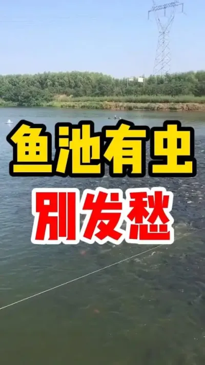 鱼池有虫别发愁 #水产养殖 #养鱼 #养鱼人 #生态养鱼 #养鱼经验分享