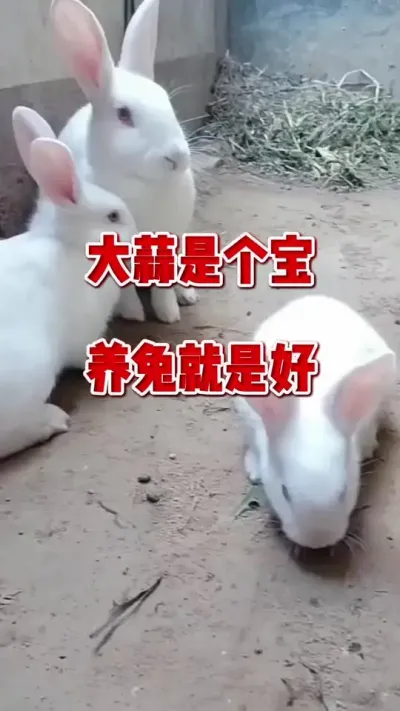 大蒜是个宝，养兔就是好#兔子 #养兔人 #肉兔养殖 #养兔专业户 #养兔子注意事项