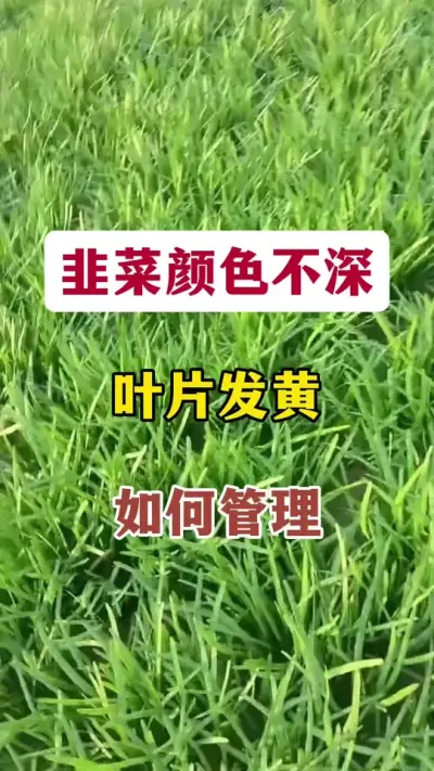韭菜颜色不深，叶片发黄，如何管理。#韭菜管理 #韭菜种植 #韭菜高产 #韭菜高产 #韭菜施肥