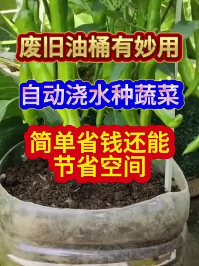 废旧油桶有妙用自动浇水种蔬菜简单省钱还能节省空间 #蔬菜种植 #农业种植 #种植小技巧 #三农 #分享农业知识帮农民增产增收