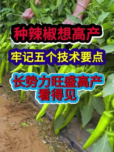 种辣椒想高产牢记五个技术要点长势旺盛高产看得见 #辣椒种植 #辣椒种植技术 #农业种植 #三农 #种植小技巧