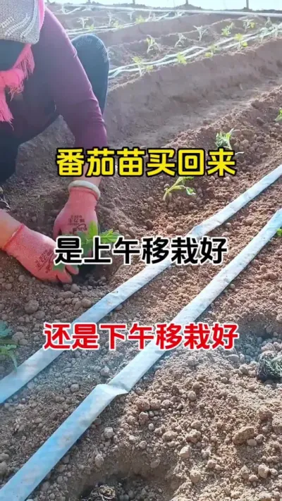 刚买回来的番茄苗，是上午种好还是下午种好#种植小技巧 #番茄种植 #农业种植 #抖音助农