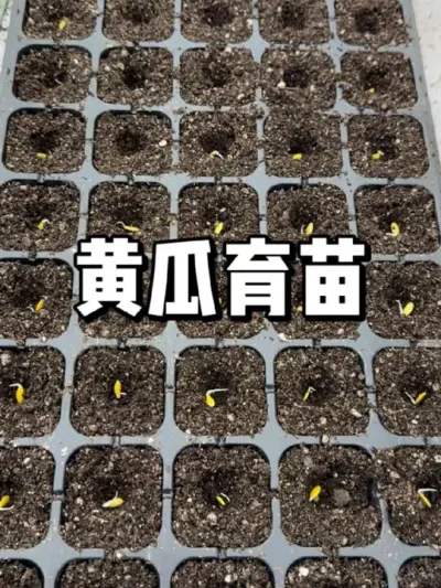 黄瓜什么时候育苗，黄瓜育苗方法 #种植 #农业种植 #种菜