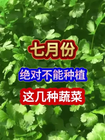 七月份绝对不能种植这几种蔬菜 #蔬菜种植 #农业种植 #种植小技巧 #三农 #分享农业知识帮农民增产增收