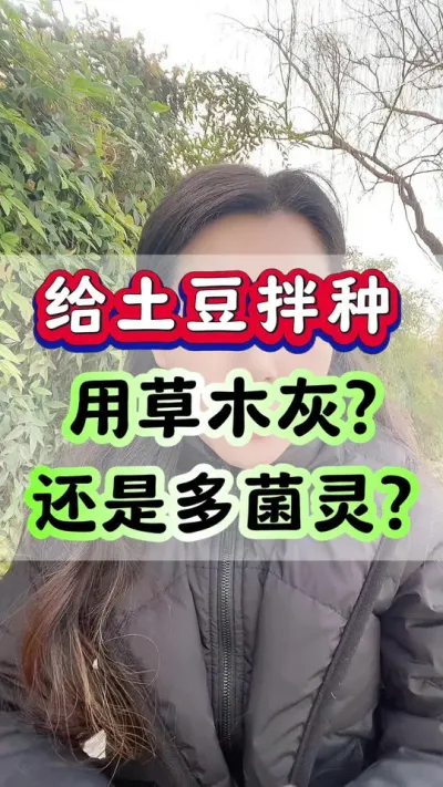 给土豆拌种，用草木灰还是多菌灵#马铃薯 #洋芋 #土豆高产种植 #种植小技巧 #农业种植