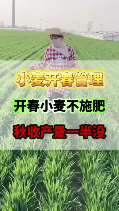 小麦开春如何管理，才能亩产达到1800斤呢？#小麦种植  #小麦高产  #小麦种植管理技术  #小麦施肥