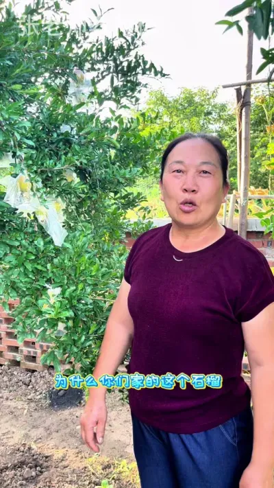 石榴为什么要套袋，那是因为这样既可以防止进虫，也可以防止炸果#助力三农 #石榴 #石榴管理 #石榴苗