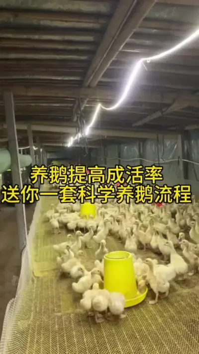 #养鹅技术指导 #科学养鹅 #禽病技术指导 #肉鹅养殖