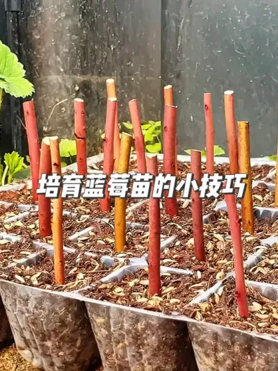 蓝莓种植新手必看，小苗不用买，教你轻松培育出来 #种植小技巧 #蓝莓种植 #扦插育苗 #种子培育 #园艺小技巧