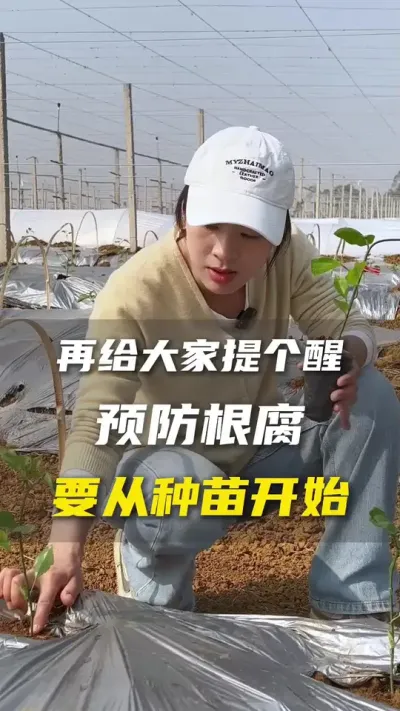 大家是不是准备百香果春种了，这个细节可一定要注意！#百香果#百香果种植技术#三农