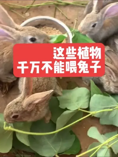 这些植物，可千万不要喂兔子 #兔子#三农#养殖#喂兔子#养兔人