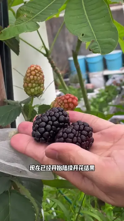 黑莓 第一次种黑莓，长势挺好的也不用什么管理，比圆叶葡萄好种，产量高，十多厘米一个节点，每一个芽点都会长花苞，过段时间应该会大量爆花，根系强劲底下会冒出很多笋，感觉不招惹蓟马，但是红蜘蛛需要预防，听说