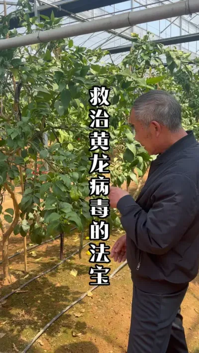 提高土壤有机值增加微生物种群是杜绝黄龙病的根源 #黄龙病 #黄龙病防治 #果树种植 #田间地头实操干货 #种果树的苏老师