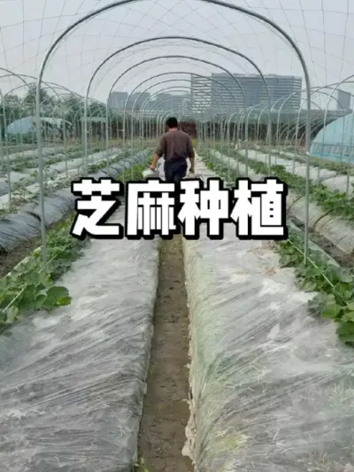 芝麻什么时候种植，芝麻种植方法 #一份耕耘一份收获