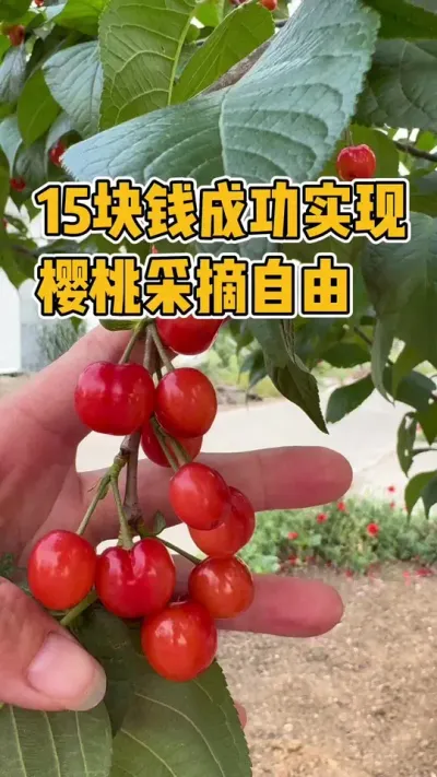 15块钱实现樱桃采摘自由，不用洗都能吃到原生态的樱桃，几年前种的樱桃树，迎来大丰收，路人都纷纷夸赞长势特别喜人，老公帮忙搭网又采摘，简直是太暖心了#樱桃 #樱桃采摘的季节 #强迫症治愈系 #耙耳朵的幸