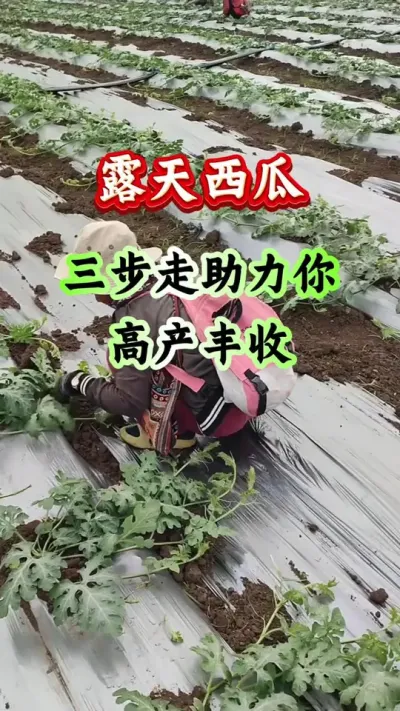 西瓜种植 露天西瓜三步走助力你高产丰收 #西瓜种植 #西瓜管理 #西瓜高产 #露天西瓜