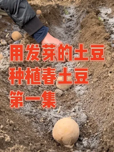 听说发芽的土豆不能吃，图便宜在网上买了五斤土豆，结果才吃一顿就发芽了，无奈之下老公只能拿来当种子种下，希望能迎来大丰收。 记录土豆种植全过程#土豆 #土豆种植 #种植小技巧 #强迫症治愈系 #记录真实