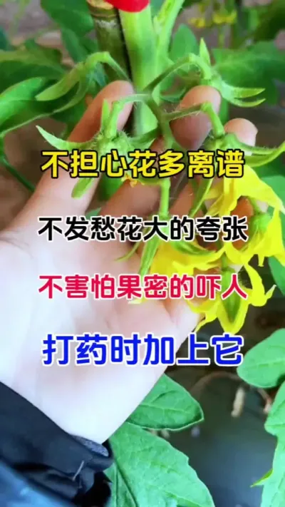 只要不你，不嫌花多花大果密，防落花落果，你就打药时加上它。瓜果蔬菜都适用，无激素#果树保花保果专用药 #番茄促花保果 #促花保果