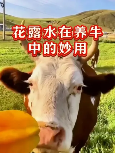 花露水在养牛中的妙用 #养牛人 #养殖 #三农 #抖音助农