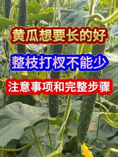 黄瓜想要长的好整枝打杈不能少注意事项和完整步骤 #黄瓜种植 #农业种植 #服务三农支持三农 #三农 #分享农业知识帮农民增产增收