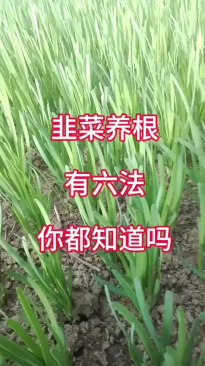 韭菜养根有六法，你都知道吗？#韭菜种植方法 #韭菜种植 #韭菜管理 #韭菜养根#韭菜养根方法