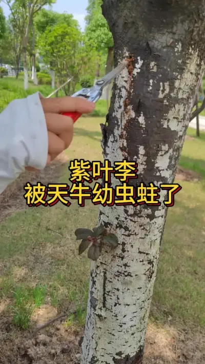 树被蛀了怎么治 紫叶李下面有一堆锯木屑，一定是有蛀虫。用这个气雾剂喷喷就搞定#天牛幼虫 #天牛克星 #病虫害防治 #果树管理
