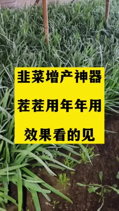韭菜增产神器，茬茬用，年年用，效果看的见。#韭菜高产 #韭菜管理 #韭菜种植 #韭菜种植方法 #韭菜种植方法