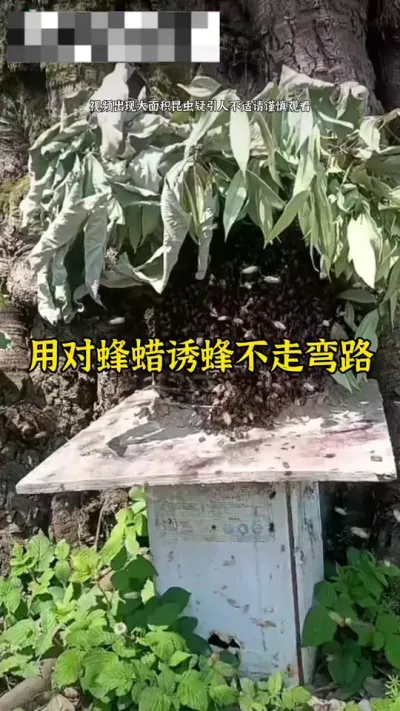 想顺利诱到蜜蜂，用对蜂蜡诱蜂不走弯路#诱蜂 #养蜂 #养蜂技术 @抖音小助手