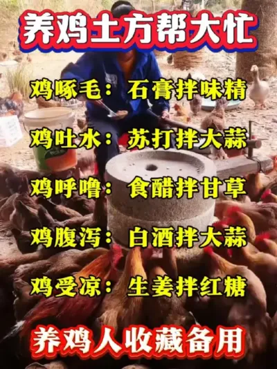 记住养鸡土方，遇事不求人#养鸡技术 #养鸡人 #养鸡知识 #土方养鸡 #养鸡