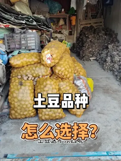 土豆什么时候种，不同品种种植时间一样吗？ #蔬菜 #三农