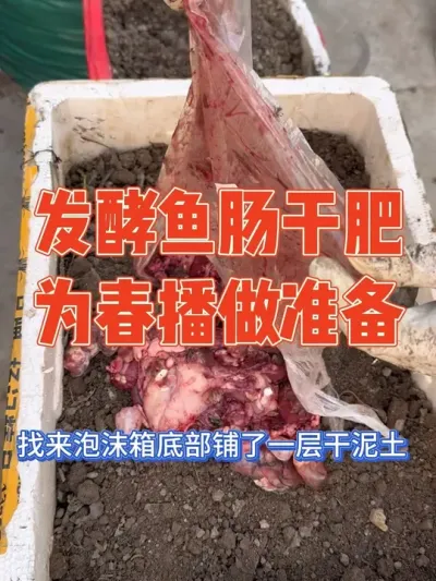 3月份在楼顶种了很多瓜果蔬菜，都迎来大丰收，老公乐得直夸太能干，菜种那么好离不开鱼肠肥，尝试发酵鱼肠干肥，为春播做准备 记录鱼肠干肥发酵全过程#鱼肠肥 #记录真实生活 #种植小技巧 #强迫症治愈系 #
