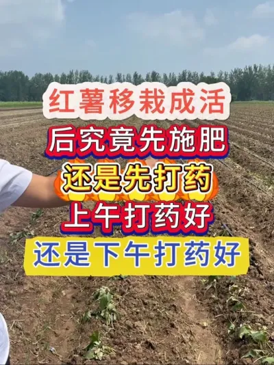 红薯高产种植小技巧 红薯移栽成活这样做增产30%以上#红薯管理#红薯种植#红薯高产管理#红薯种植技术 #红薯