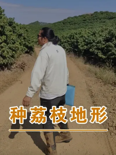 荔枝种在山坳里的好处#广西灵山荔枝果苗#农业创业#抖音新农人计划2025#吕老师种果苗