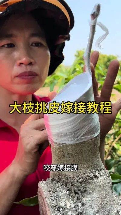 大枝嫁接挑皮教程#嫁接技术 #2024新农人计划 #dou来广东百千万 #青dou计划