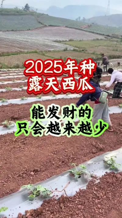 西瓜种植 2025年种露天西瓜能发财的人只会越来越少#西瓜种植 #西瓜管理 #西瓜高产 #露天西瓜