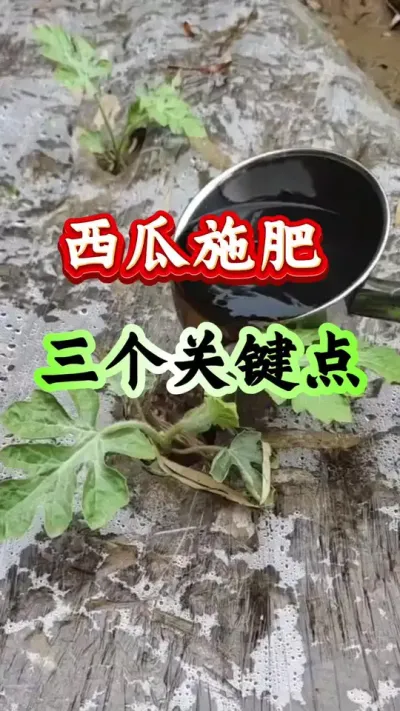 西瓜种植 西瓜施肥三个关键点 #西瓜种植 #西瓜管理 #西瓜施肥