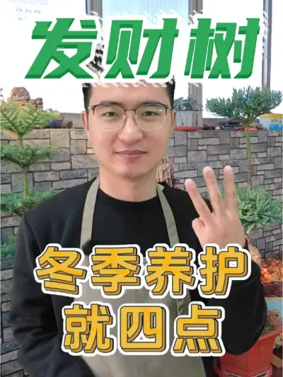 发财树安全过冬，这四点一定要注意! #发财树 #养花 #烂根专用