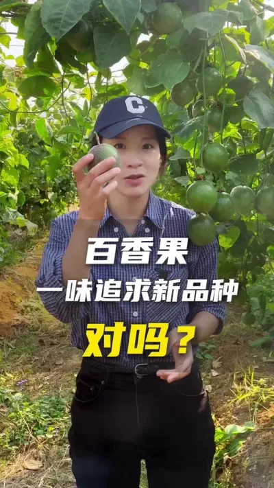 种植百香果，一味追求新品种就能赚钱？#百香果#百香果种植技术#抖音助农