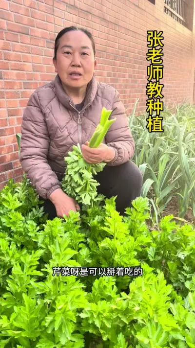 芹菜是可以掰着吃的#关注我一起学种菜 #纯天然绿色蔬菜 #种植小技巧 #芹菜种植