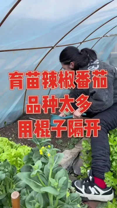 昨天育苗了黄皮青椒，今天继续把菠菜薅了育苗辣椒茄子和番茄，品种太多幸亏我机智用棍子隔开标记，大姐帮忙搭拱棚，双层保温下应该能发芽了吧#育苗 #种植小技巧 #记录真实生活 #强迫症治愈系 #我的小菜园