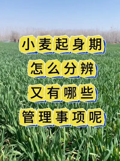 小麦高产管理 小麦起身到拔节期这样管理轻松增产几百斤！#小麦 #小麦高产技术 #小麦种植 #小麦种植管理技术 #小麦增产增收